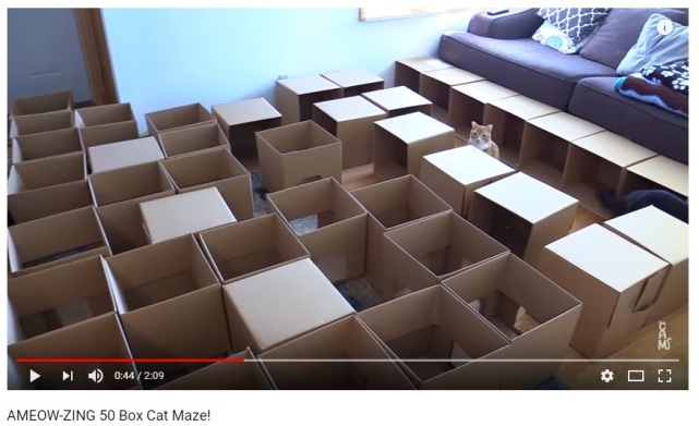 Cat Maze 1